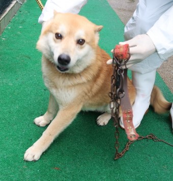제주 동물보호센터_450650202500523